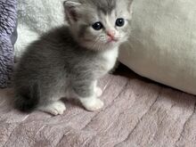 Scottish Fold/Straight kassipojad