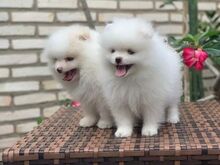 Puhtatõulised pomeranian kutsikad saadaval