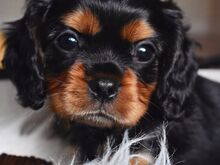Cavalier King Charles Spanieli kutsikad