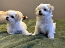 Maltese kutsikad