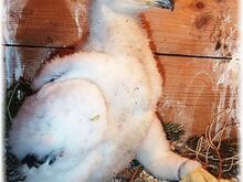 Gyr Falcons and Golden Eagle Eyas for Sale