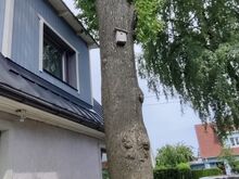 Tamme tüvi