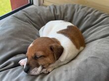 Jack Russelli tüdruk, Riia