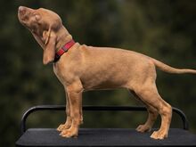 Ungari lühikarvalise linnukoera kutsikad (vizsla)