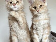 Maine Coon kassipojad