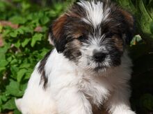 Jack Russell