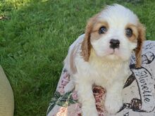 Cavalier King Charles spanjeli kutsikad!