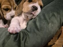 Isane beagle kutsikas