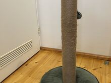 Kraapimispuu kassile