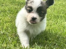 Papillon