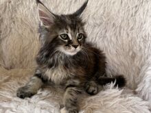 Maine Coon tõugu emased kassipojad