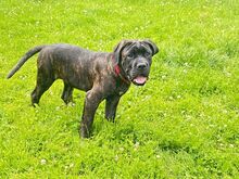 Cane Corso
