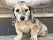 Bear Creek dachshund