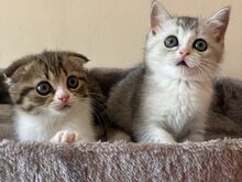Scottish Fold/Straight kassipojad
