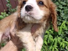 Cavalier King Charles spanjeli kutsikad!
