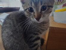 Котёнок