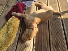 Vizsla / Ungari lühikarvalise linnukoera kutsikad