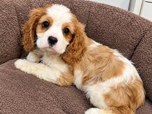 Cavalier King Charles spanjeli kutsikad!