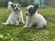 Papillon