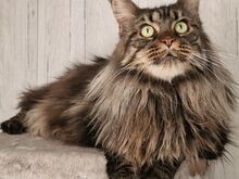 MAINE COON