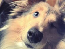 Noor Sheltie otsib kodu