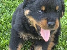 Isane rottweileri kutsikas tõutunnistusega