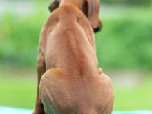 Rodeesia Ridgeback kutsikad