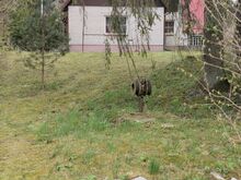 Старая мачта