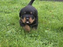 Rottweileri kutsikad