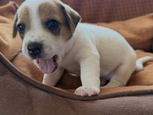 Jack Russell terjeri kutsikas