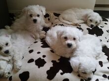 Bichon Frise kutsikad