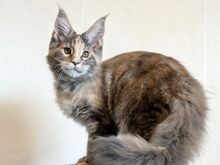 Maine Coon emane kassipoeg