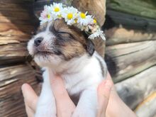 Jack Russelli terjeri kutsikapoiss (FCI/LKF)