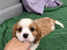 Cavalier King Charles spanjeli kutsikad!