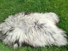 Heidschnucke lambanahad, Premium