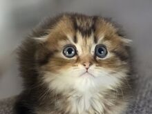 Scottish Fold - Scottish Straight