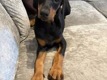 Dobermanni Kutsikad | Kennelklubis Registreeritud.
