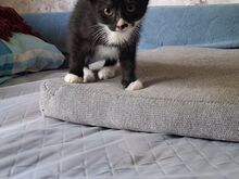 KASSIPOJAD OOTAVAD ARMASTAVAT KODU