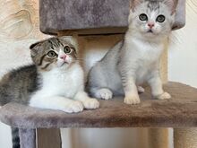 Scottish Fold/Straight kassipojad