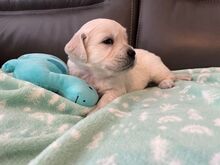 Golden Retriever Puppies Available