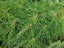 Männi istikud (rumeelia männid, ebatsuugad)
