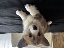Pembroke Welsh Corgi