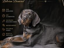 Dobermann