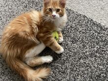 MAINE COON KASSIPOEG