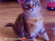 Котёнок мейн-кун