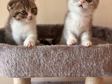 Scottish Fold/Straight kassipojad