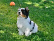 Bieweri terjeri emane kutsikas, FCI tõutunnistus