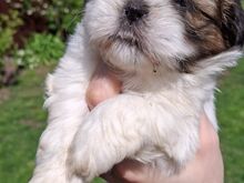 Ideaalsed Shih Tzu kutsikad