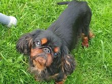 King Charles Spanjel