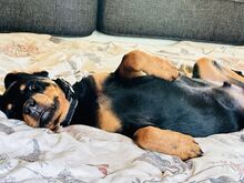 Isane rottweileri kutsikas